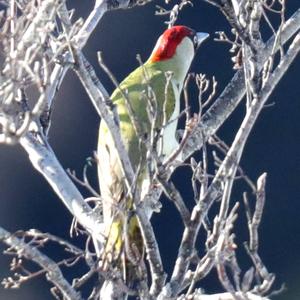 Eurasian Green Woodpecker