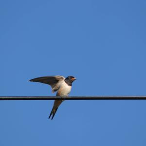 Barn Swallow