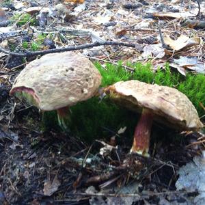 Scarlet-stemmed Bolete