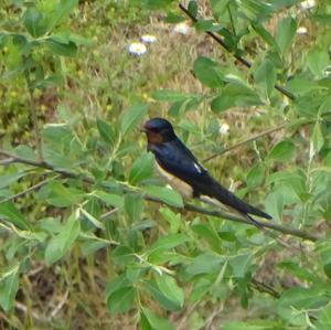 Barn Swallow