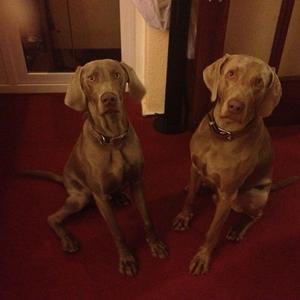 Weimaraner