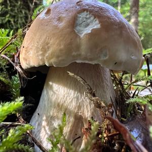 King Bolete