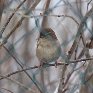 Winter Wren