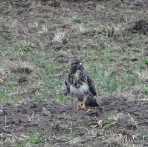 Common Buzzard