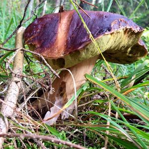 King Bolete