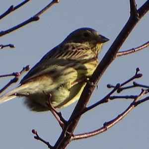 House Sparrow