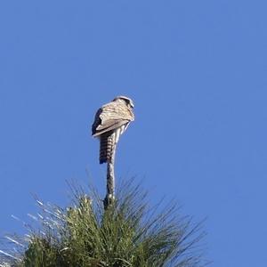 Eurasian Sparrowhawk