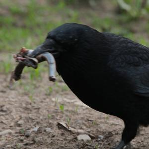 Carrion Crow