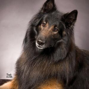 Belgian Tervuren