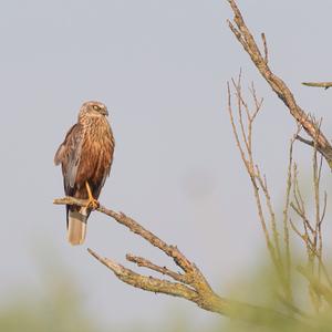 Western Marsh-harrier