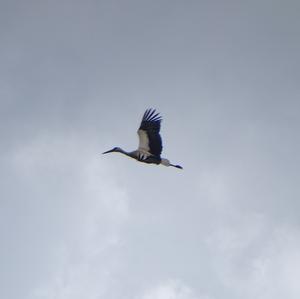 White Stork