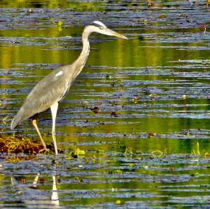 Grey Heron