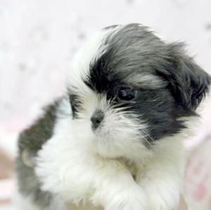 Shih Tzu