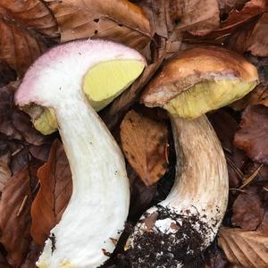 King Bolete