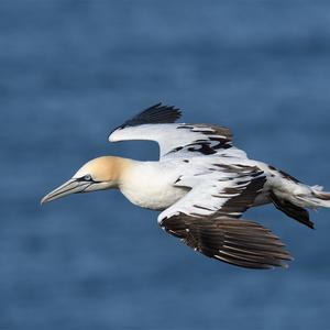 Northern Gannet