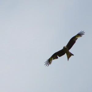 Red Kite