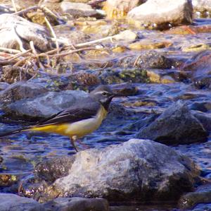 Yellow Wagtail