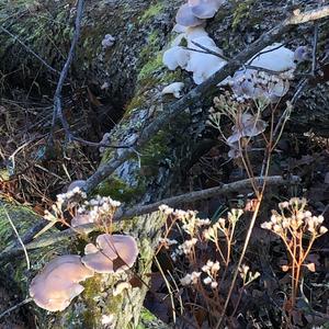 Oyster Mushroom