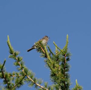 Tree Pipit