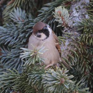 Eurasian Tree Sparrow