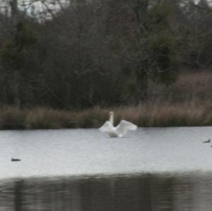 Mute Swan