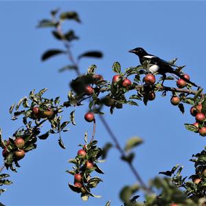 Black-billed Magpie