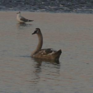 Mute Swan