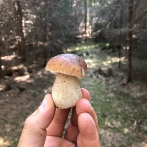 Summer Bolete