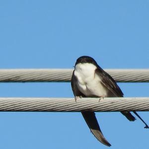 Northern House-martin