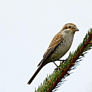 Red-backed Shrike