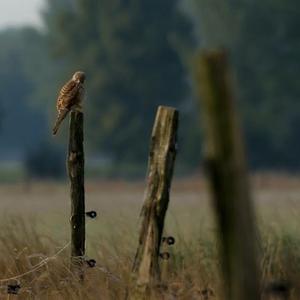 Common Kestrel