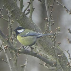 Great Tit