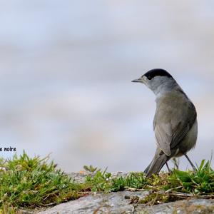 Blackcap