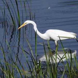 Great Egret