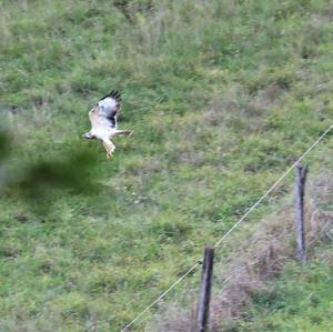 Common Buzzard