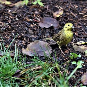 Yellowhammer