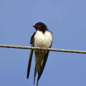 Northern House-martin