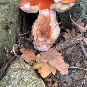 Orange Birch Bolete