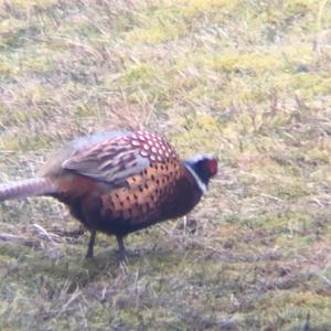 Common Pheasant