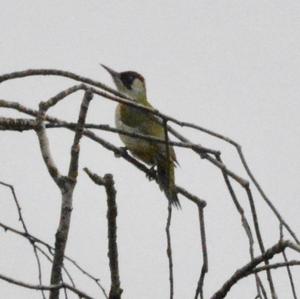 Eurasian Green Woodpecker