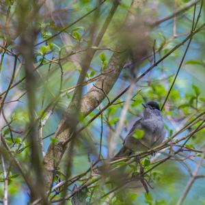 Blackcap