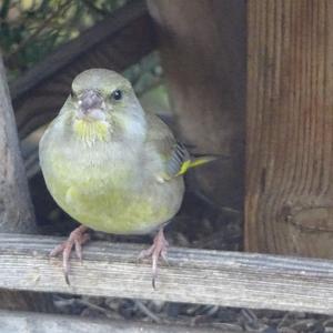 European Greenfinch