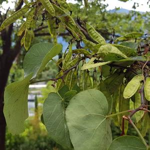 Judas-Tree