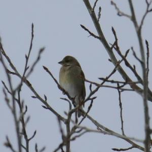 European Greenfinch