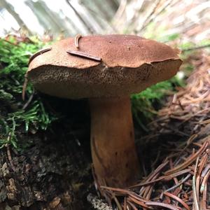 Bay Bolete