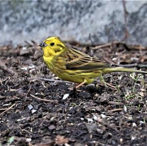 Yellowhammer