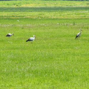 White Stork