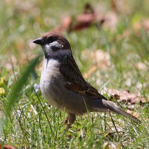 Eurasian Tree Sparrow