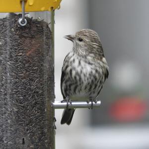 Pine Siskin