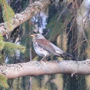 Fieldfare